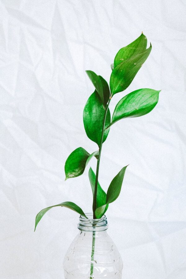 A Completely Recyclable Soft Drinks Bottle... Could it be Possible? 2